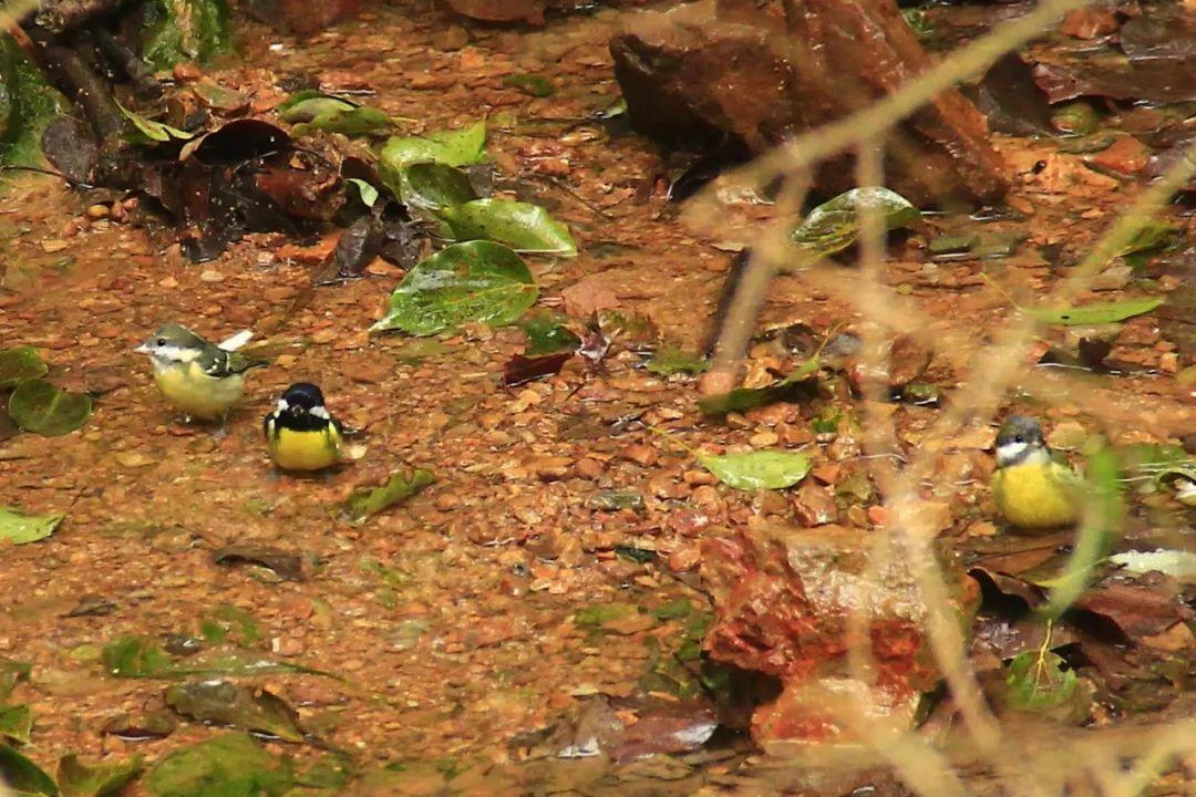 黄腹山雀好坏_黄腹山雀_黄腹山雀黄雀哪个好