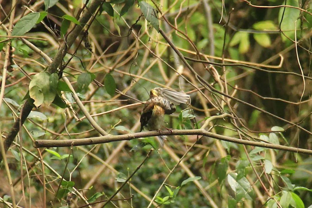 黄腹山雀_黄腹山雀好坏_黄腹山雀黄雀哪个好