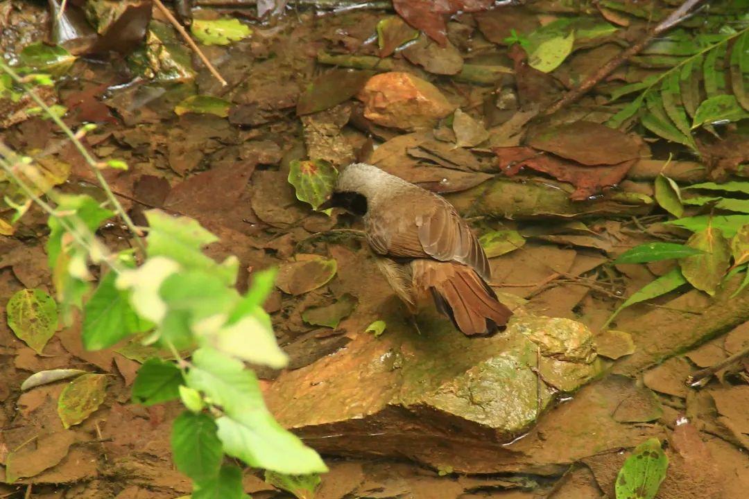 黄腹山雀黄雀哪个好_黄腹山雀好坏_黄腹山雀