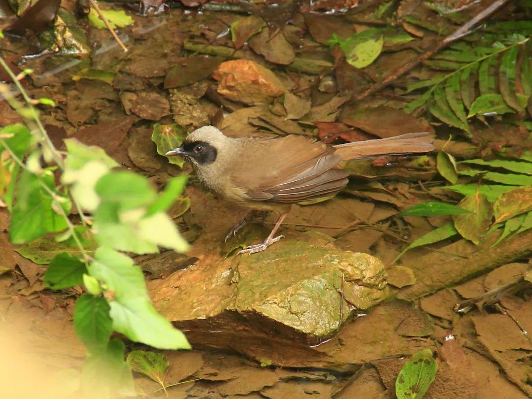 黄腹山雀_黄腹山雀黄雀哪个好_黄腹山雀好坏