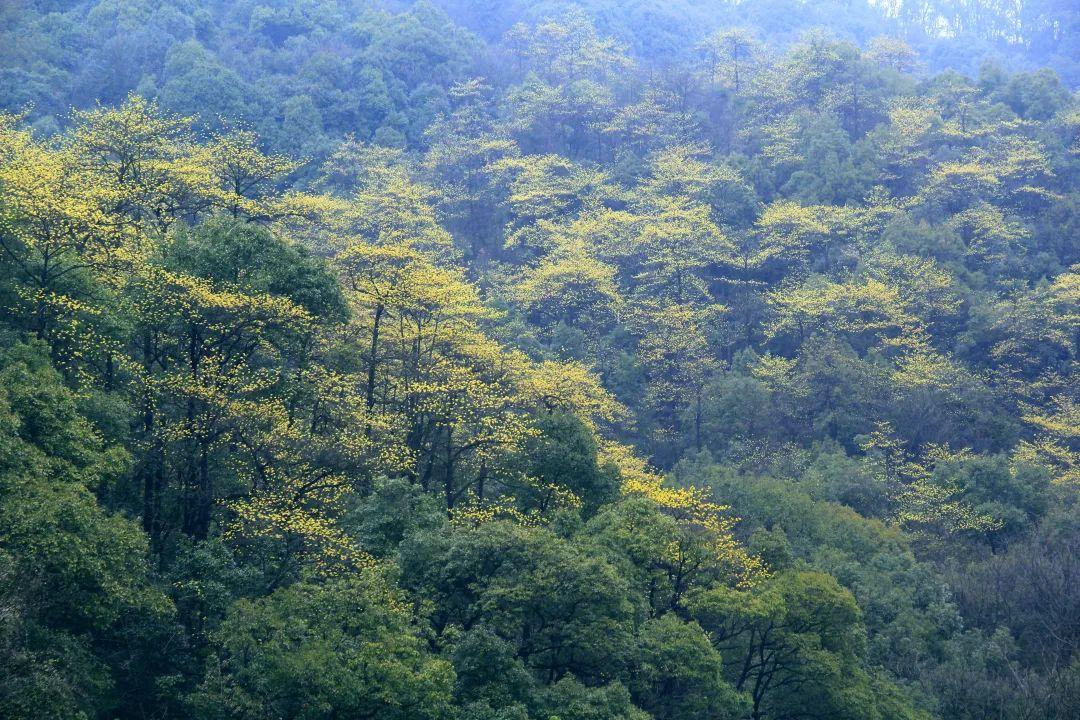 黄腹山雀_黄腹山雀好坏_黄腹山雀黄雀哪个好