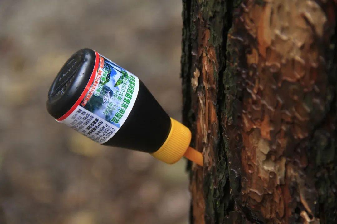 黄腹山雀好坏_黄腹山雀_黄腹山雀黄雀哪个好