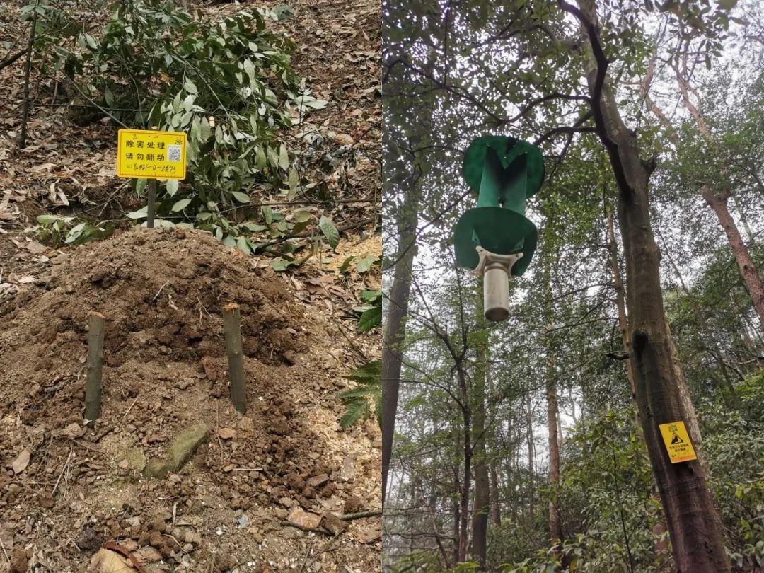黄腹山雀_黄腹山雀黄雀哪个好_黄腹山雀好坏