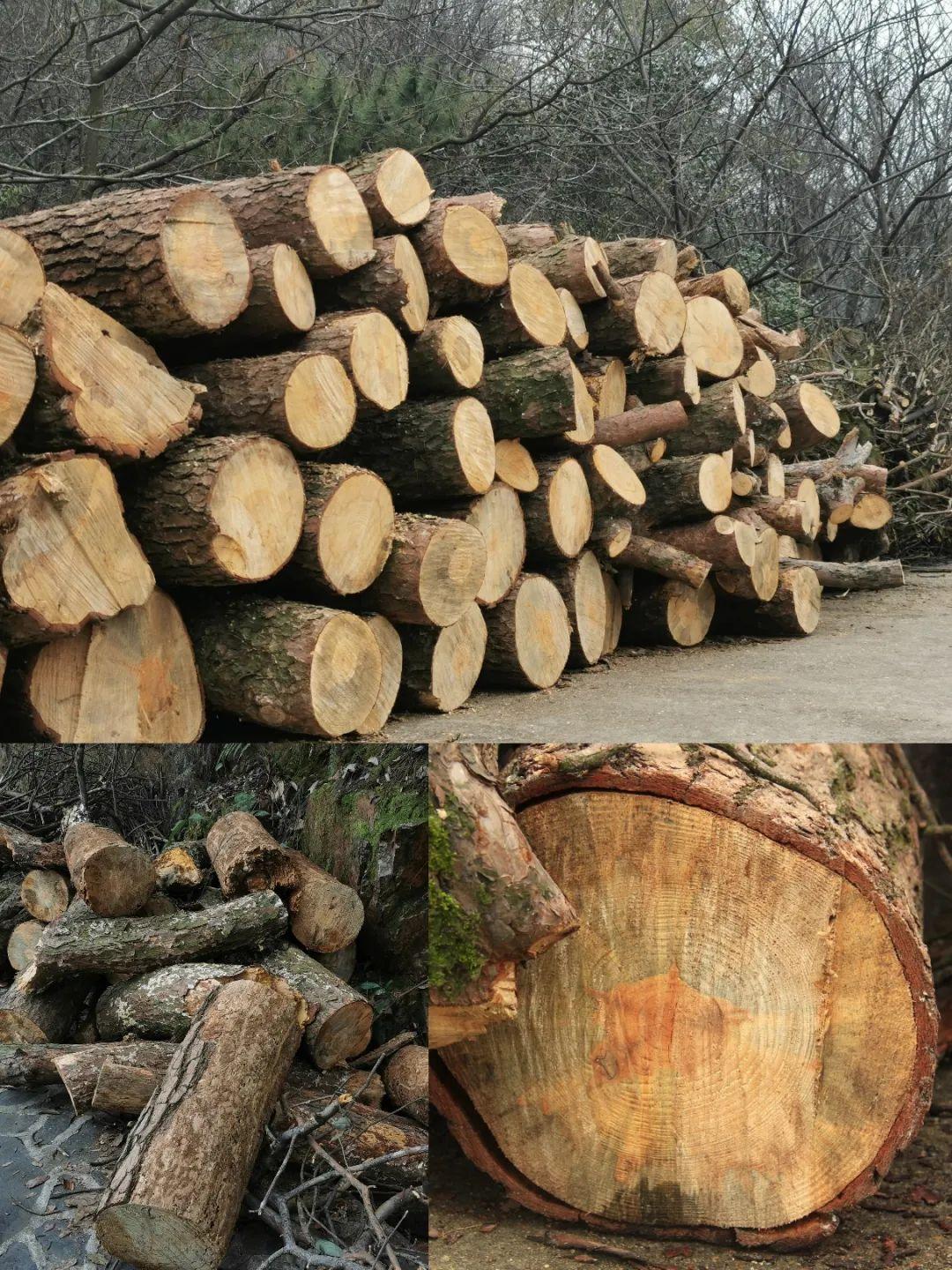 黄腹山雀好坏_黄腹山雀黄雀哪个好_黄腹山雀