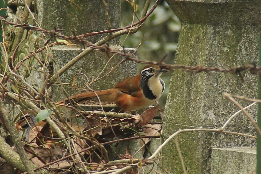 黄腹山雀_黄腹山雀好坏_黄腹山雀黄雀哪个好