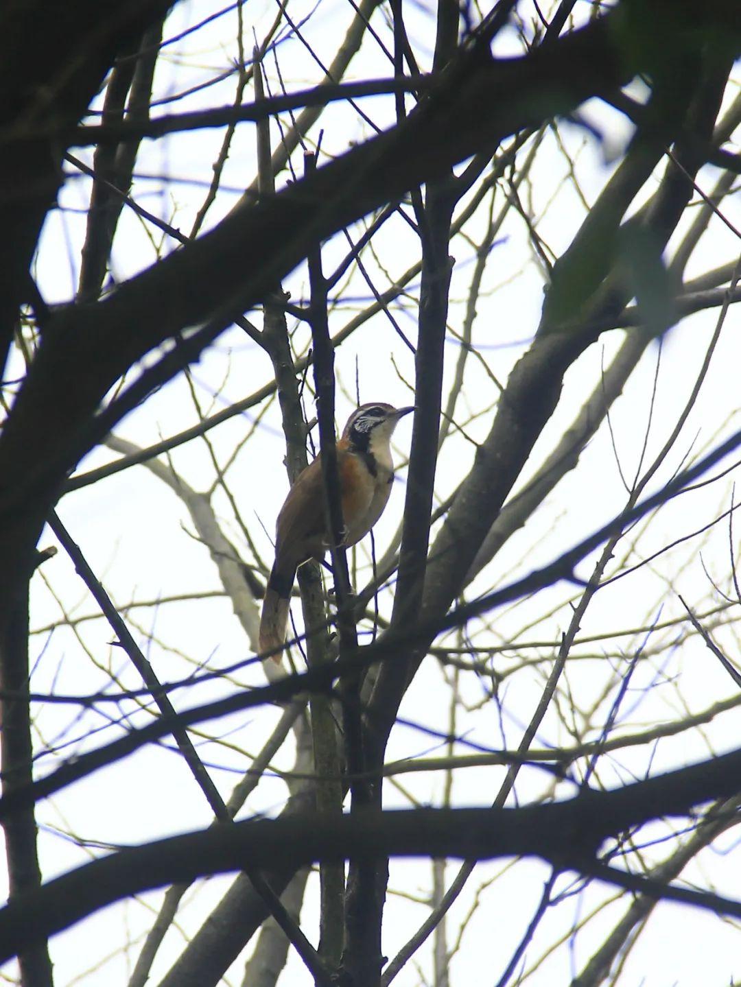 黄腹山雀黄雀哪个好_黄腹山雀好坏_黄腹山雀