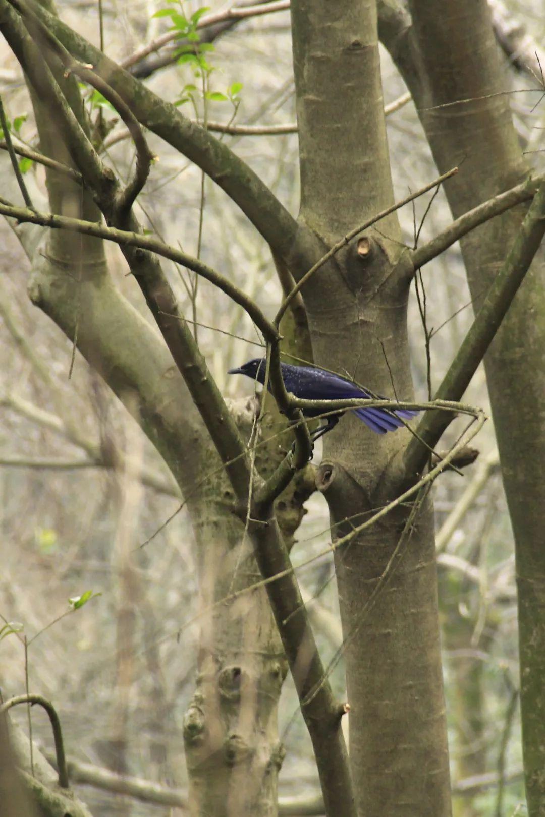 黄腹山雀黄雀哪个好_黄腹山雀好坏_黄腹山雀