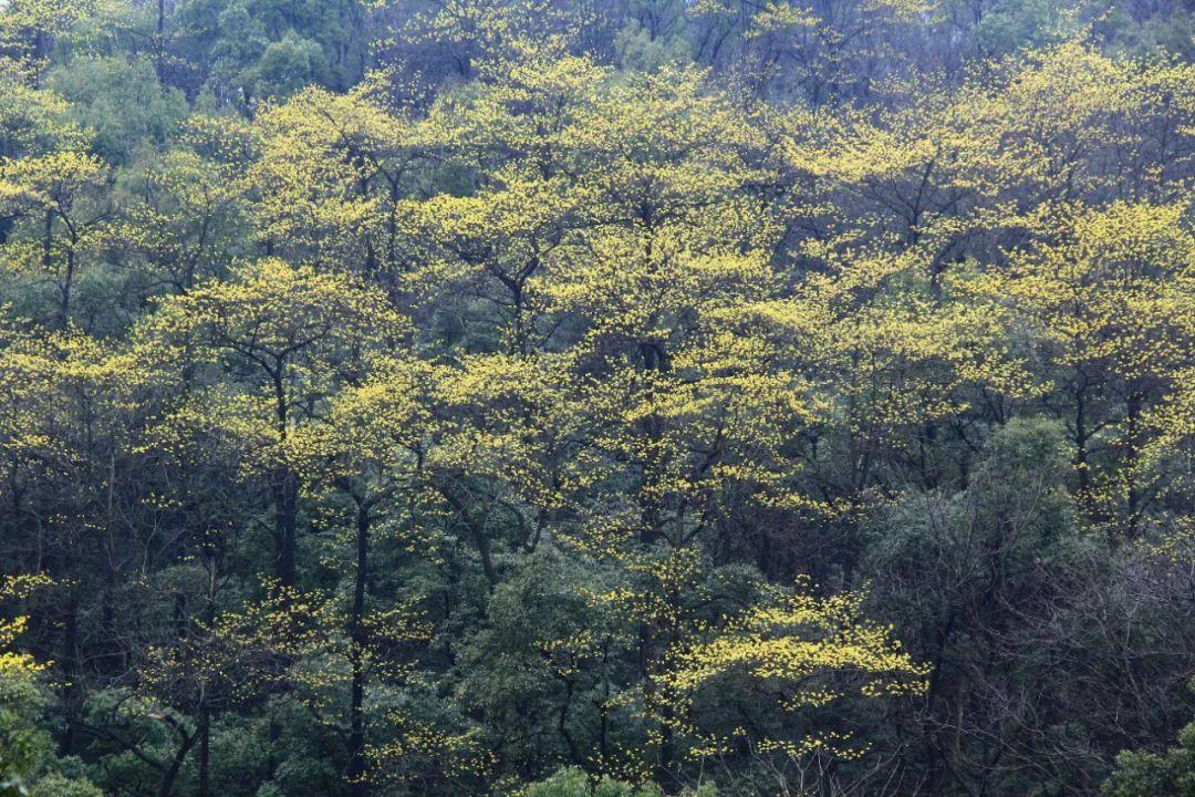 黄腹山雀_黄腹山雀黄雀哪个好_黄腹山雀好坏