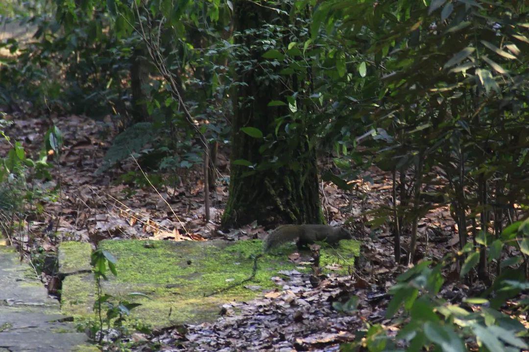 黄腹山雀_黄腹山雀好坏_黄腹山雀黄雀哪个好