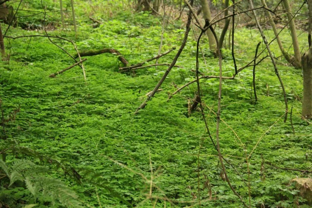 黄腹山雀黄雀哪个好_黄腹山雀_黄腹山雀好坏