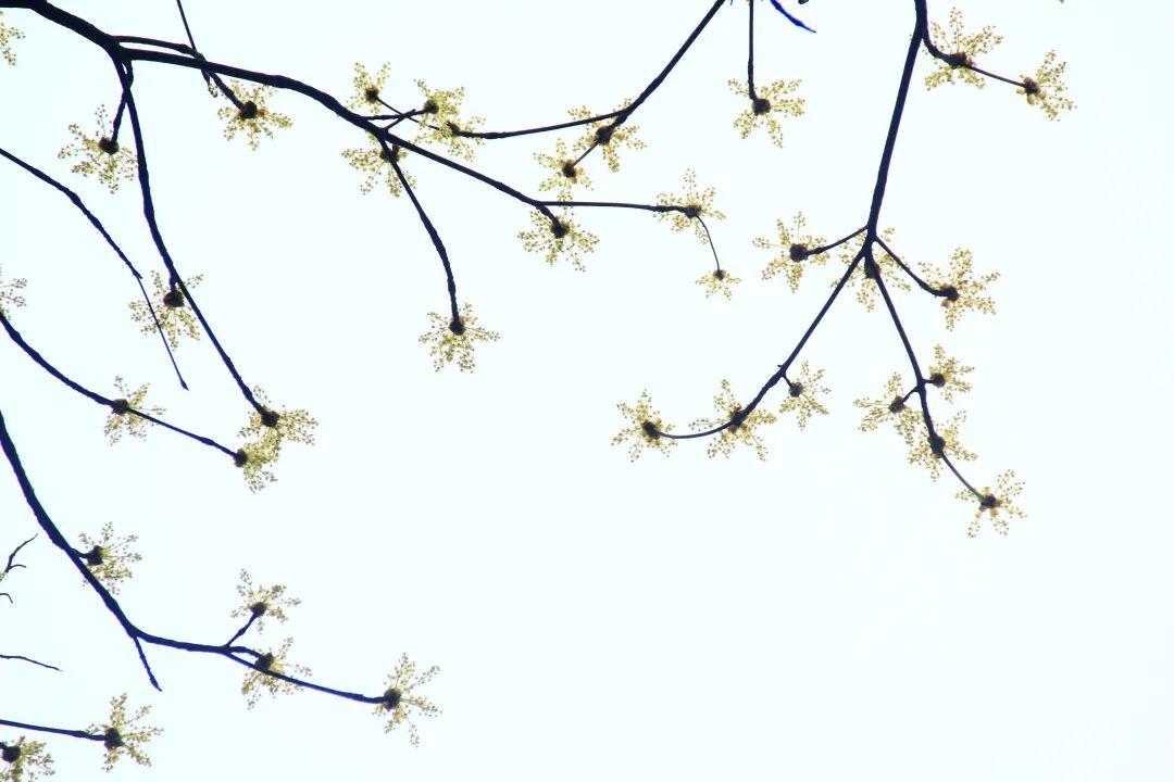 黄腹山雀_黄腹山雀好坏_黄腹山雀黄雀哪个好