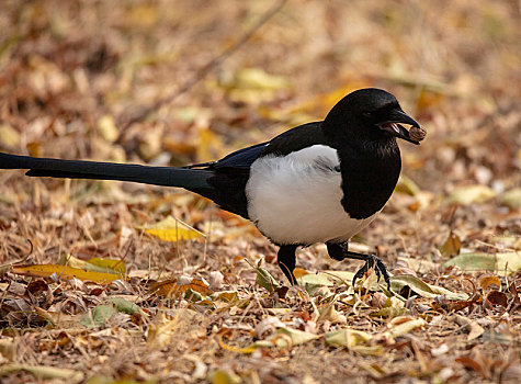 泡的多音字组词_泡组词多音字词语_泡组词多音字