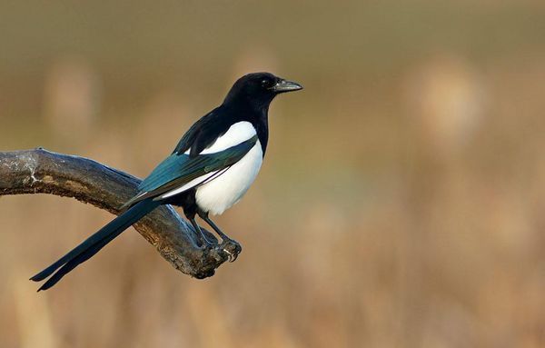 泡组词多音字_泡的多音字组词_泡组词多音字词语