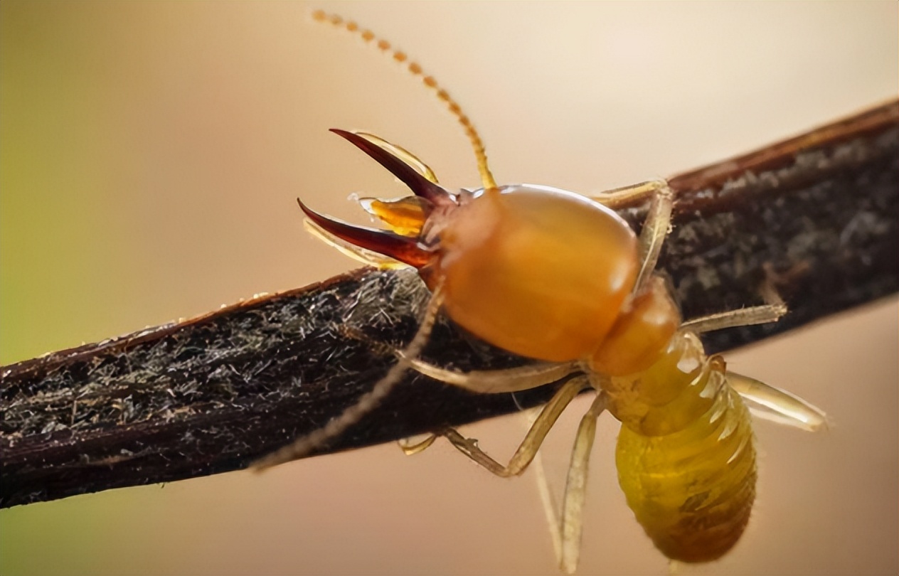 泡组词多音字_泡的多音字组词_泡组词多音字词语