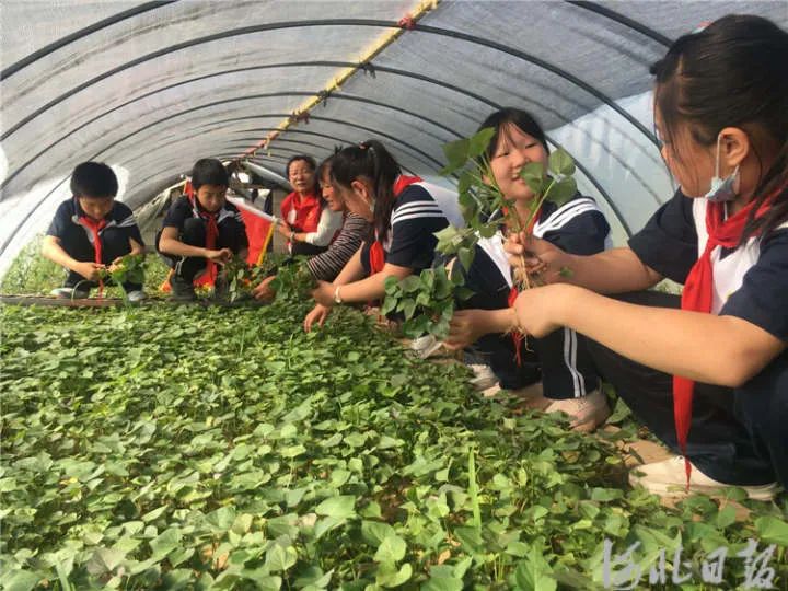 河北省三河市属于哪个市-【喜报】三河市被认定为河北省首批中小学劳动教育实验区