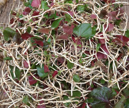 榴莲狗吃了会中毒吗_狗能吃榴莲吗_榴莲狗可以吃吗