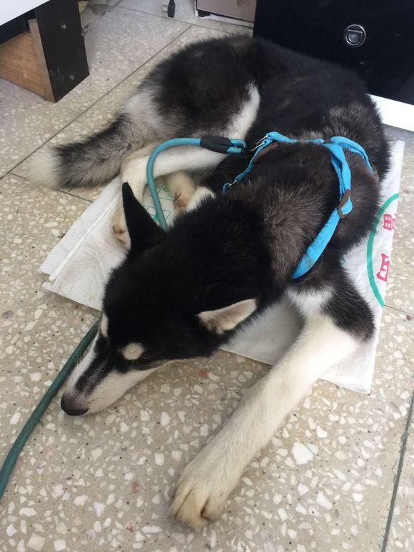 狗能吃榴莲吗-朋友骗二哈吃了口榴莲，每次见到他，狗狗的反应都让人笑喷！