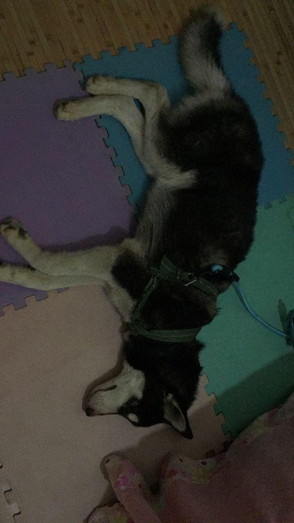 榴莲狗吃吗_狗能吃榴莲吗_榴莲狗吃了会中毒吗