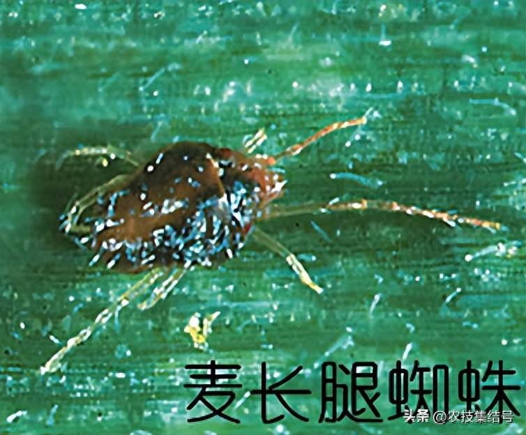 长腿蜘蛛-小麦病虫害全程管理：麦蜘蛛的识别与防控技术