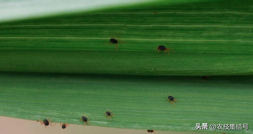 长腿蜘蛛_蜘蛛长腿小姐第五人格_蜘蛛长腿有没有毒