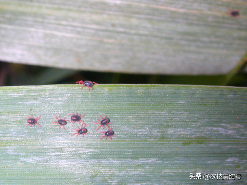 蜘蛛长腿有没有毒_蜘蛛长腿小姐第五人格_长腿蜘蛛