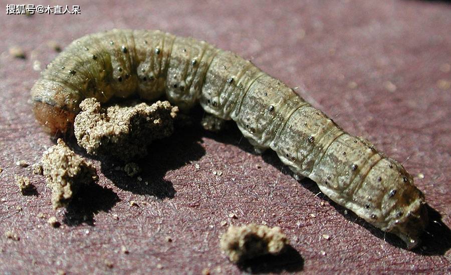 长腿蜘蛛_蜘蛛长腿有没有毒_蜘蛛长腿小姐第五人格