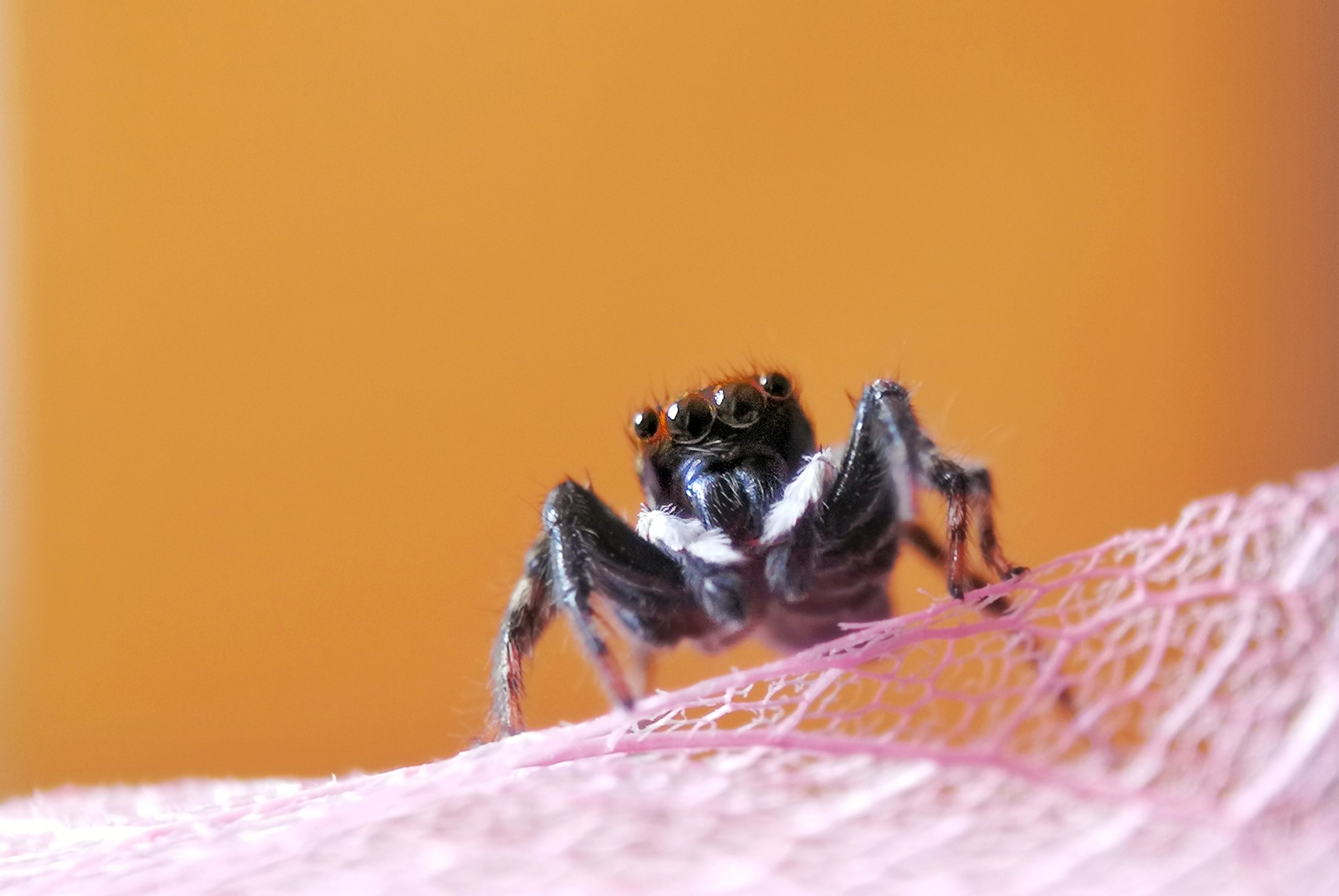 蜘蛛长腿有没有毒_蜘蛛长腿小姐第五人格_长腿蜘蛛