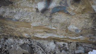 长腿蜘蛛_蜘蛛长腿有没有毒_蜘蛛长腿小姐第五人格