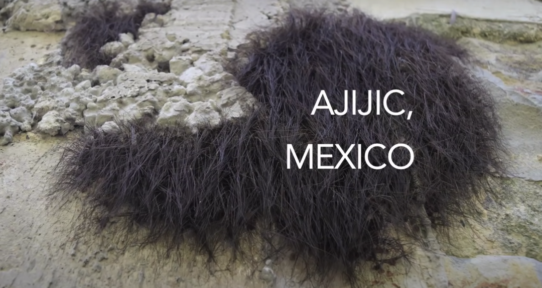 蜘蛛长腿有没有毒_长腿蜘蛛_蜘蛛长腿小姐第五人格