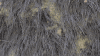 蜘蛛长腿有没有毒_长腿蜘蛛_蜘蛛长腿小姐第五人格