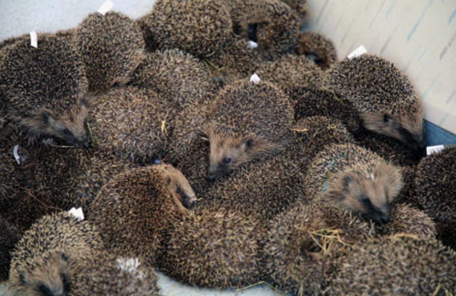 蜘蛛长腿有没有毒_长腿蜘蛛_蜘蛛长腿小姐第五人格