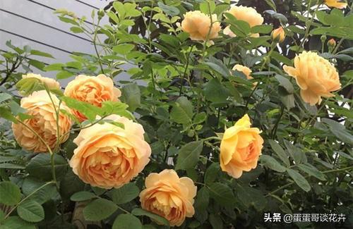 庆典系列月季_黄金庆典月季有刺还是无刺_黄金庆典月季优缺点