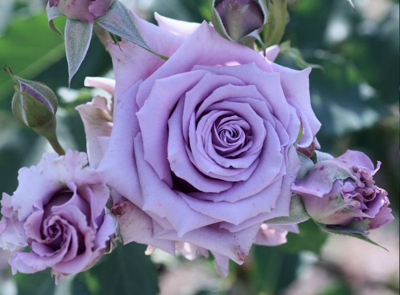 黄金庆典月季优缺点_庆典系列月季_黄金庆典月季有刺还是无刺