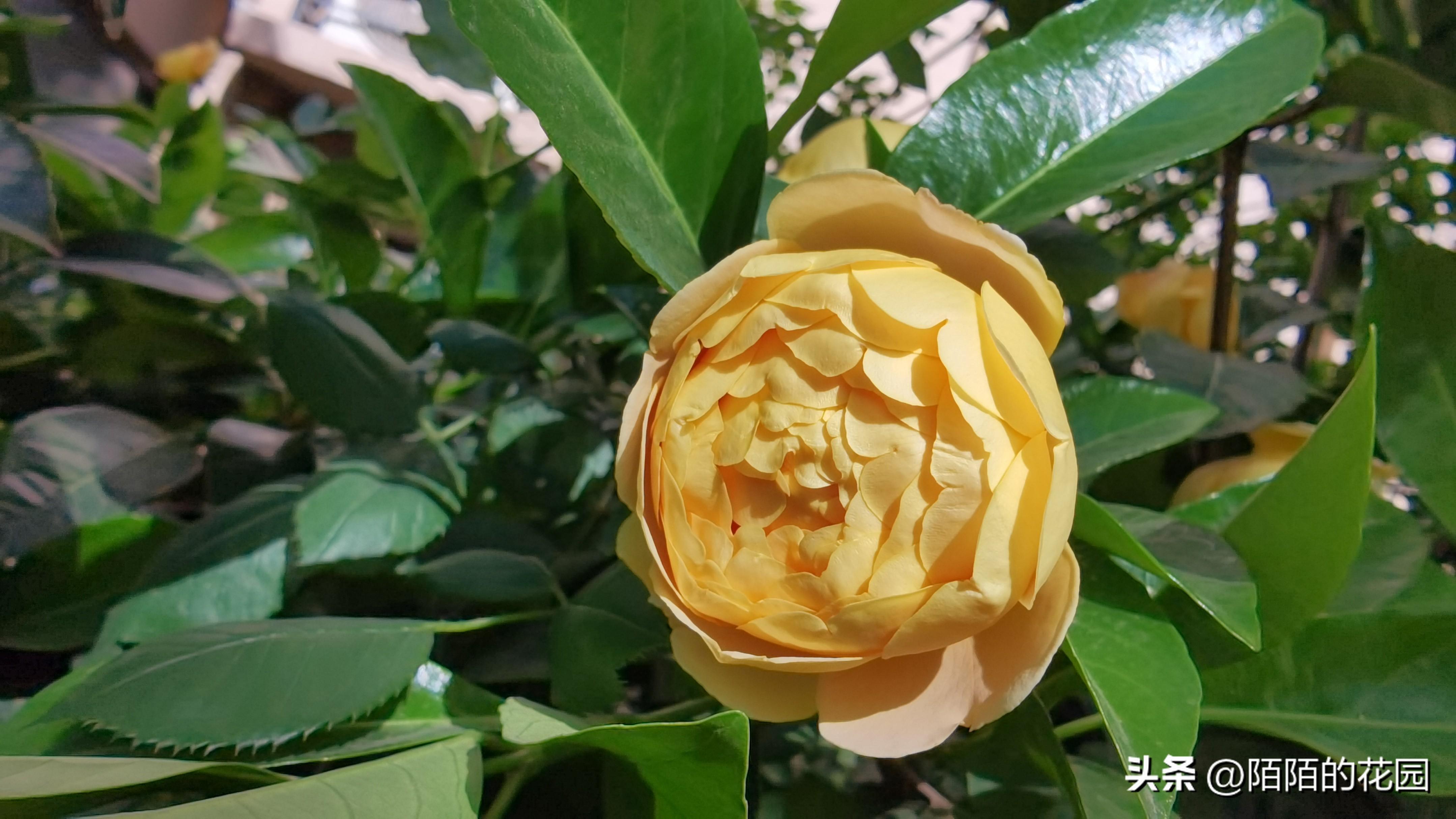 黄金庆典月季花径_黄金庆典月季优缺点_黄金庆典月季有刺还是无刺