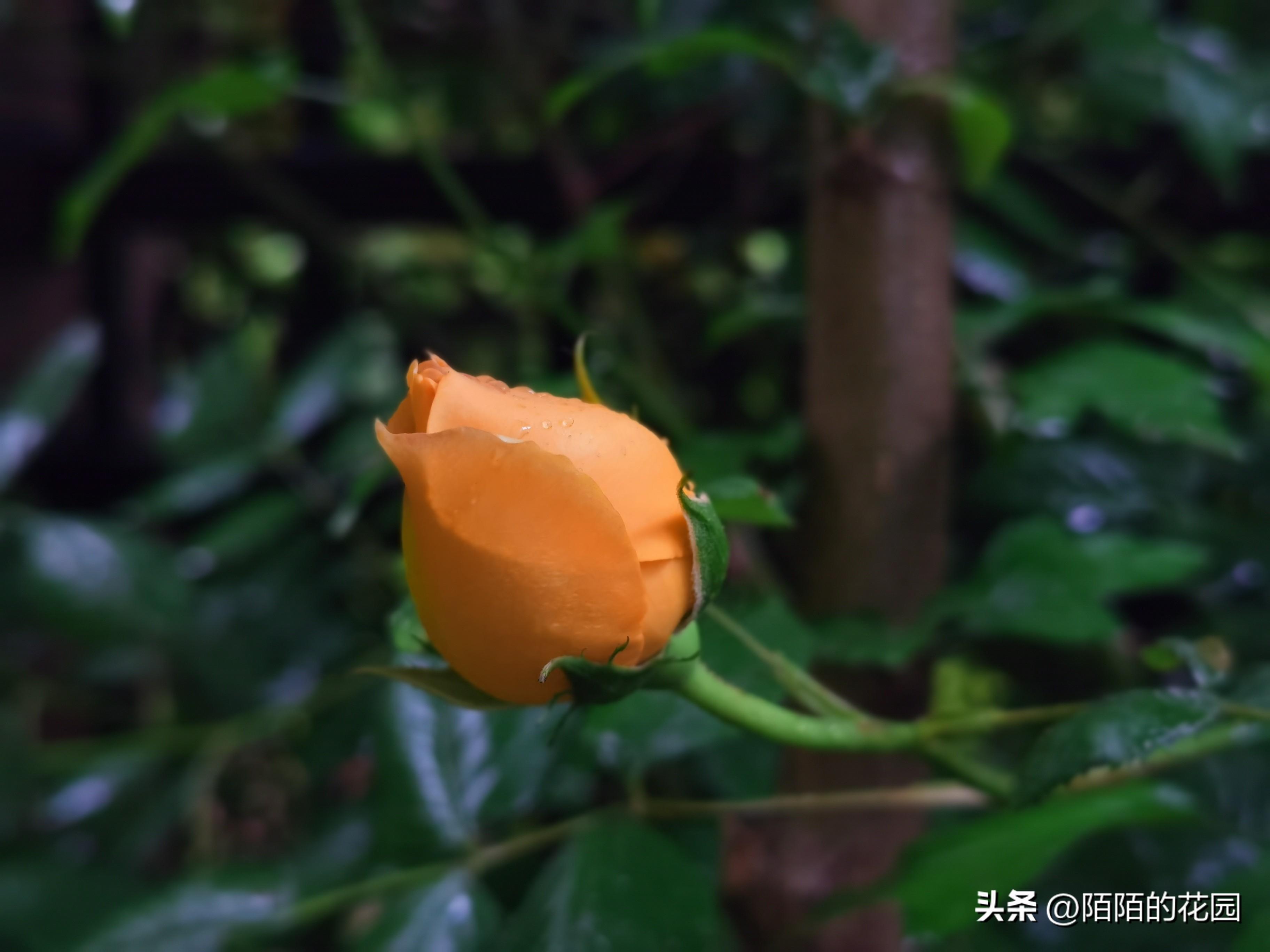 黄金庆典月季优缺点_黄金庆典月季有刺还是无刺_黄金庆典月季花径