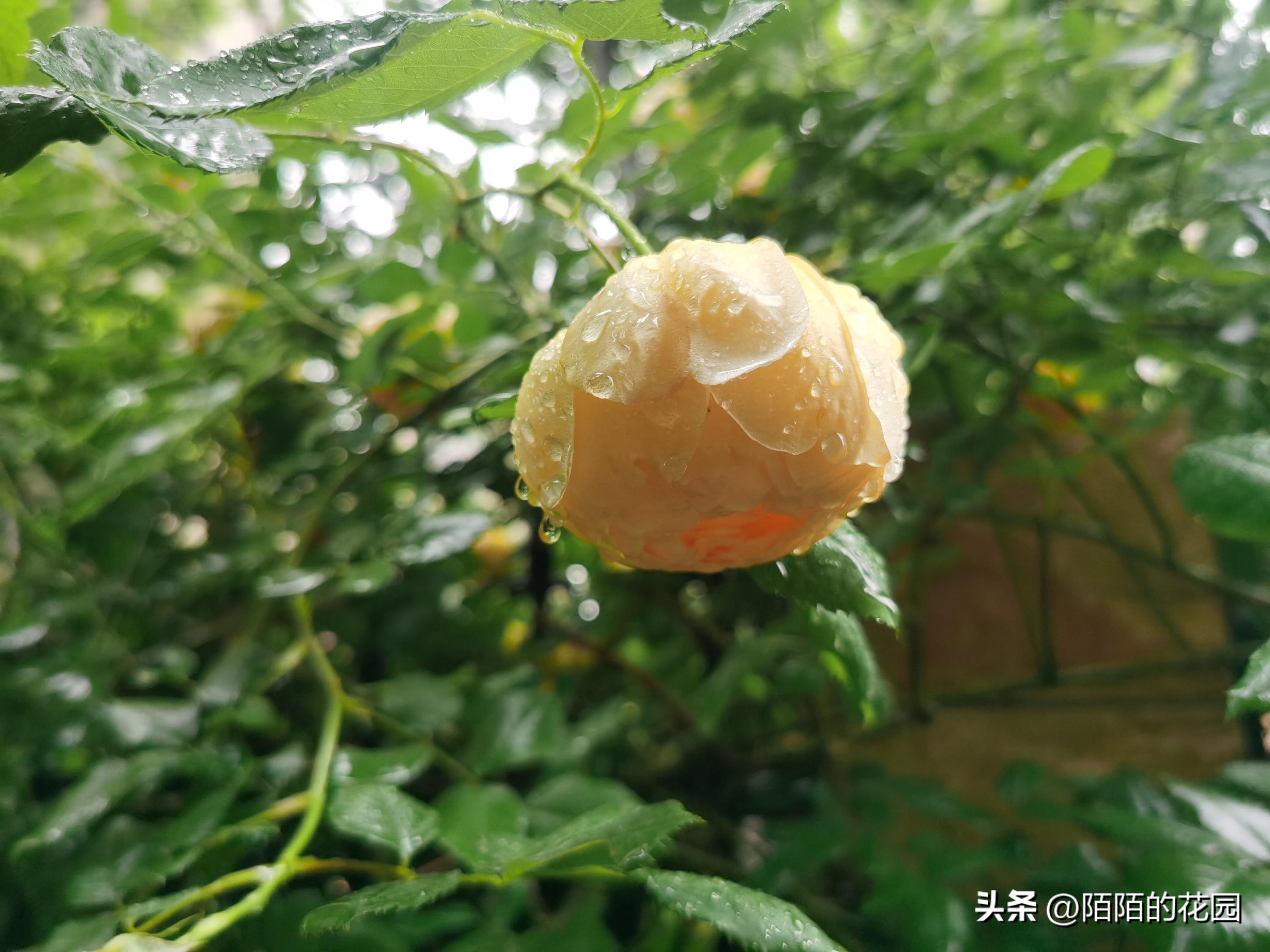 黄金庆典月季有刺还是无刺_黄金庆典月季优缺点_黄金庆典月季花径