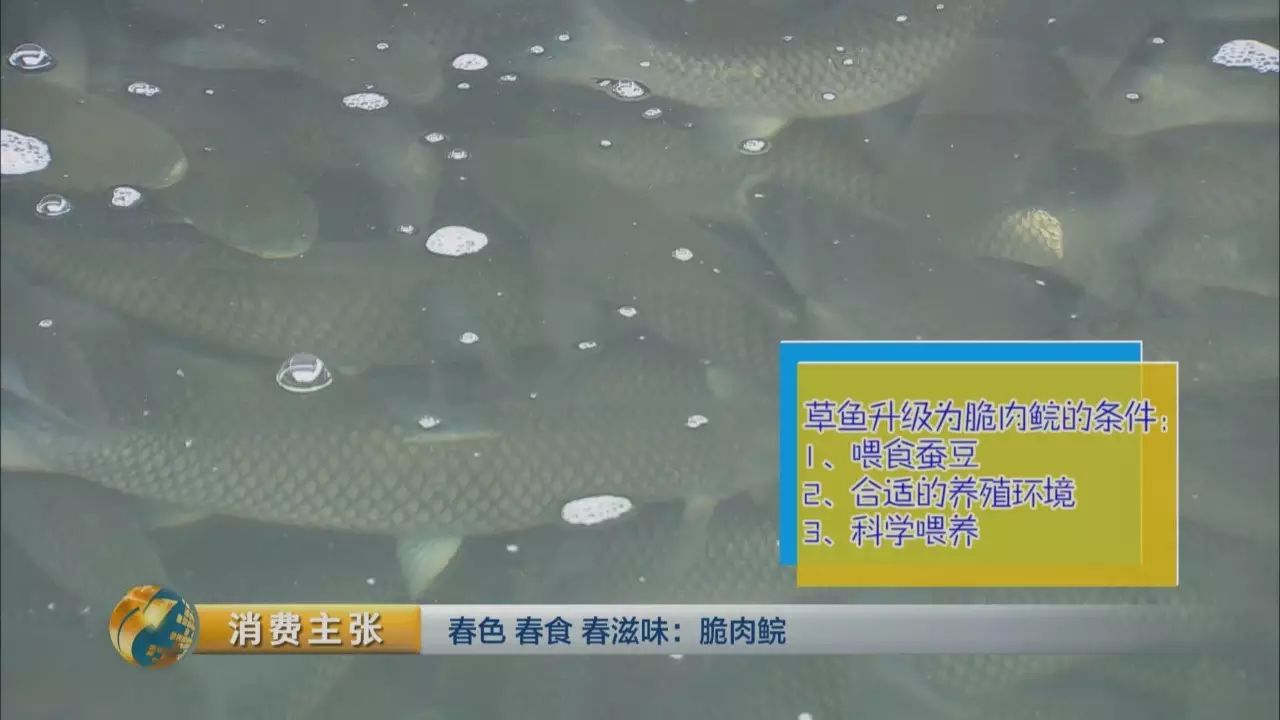 脆鱼_脆鱼是什么鱼_脆鱼的做法