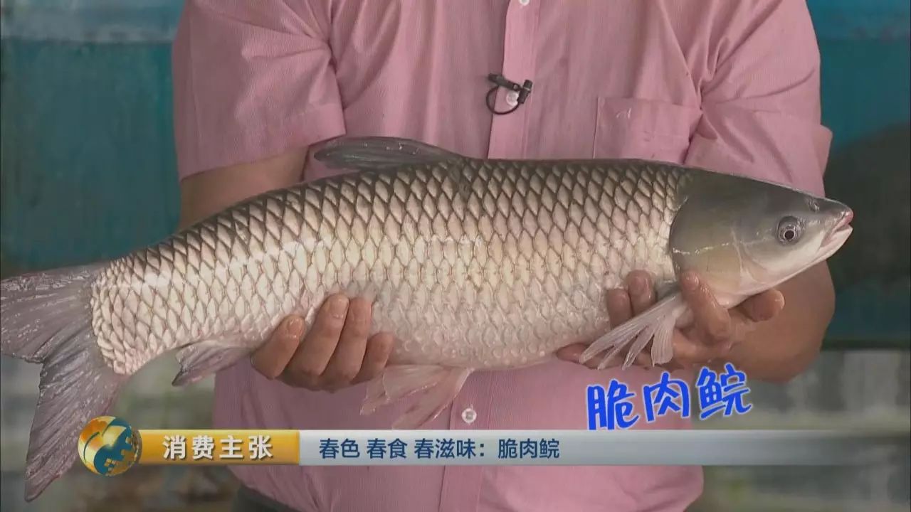 脆鱼是什么鱼_脆鱼的做法_脆鱼