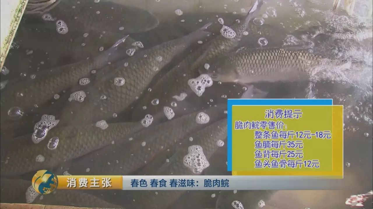 脆鱼_脆鱼是什么鱼_脆鱼的做法