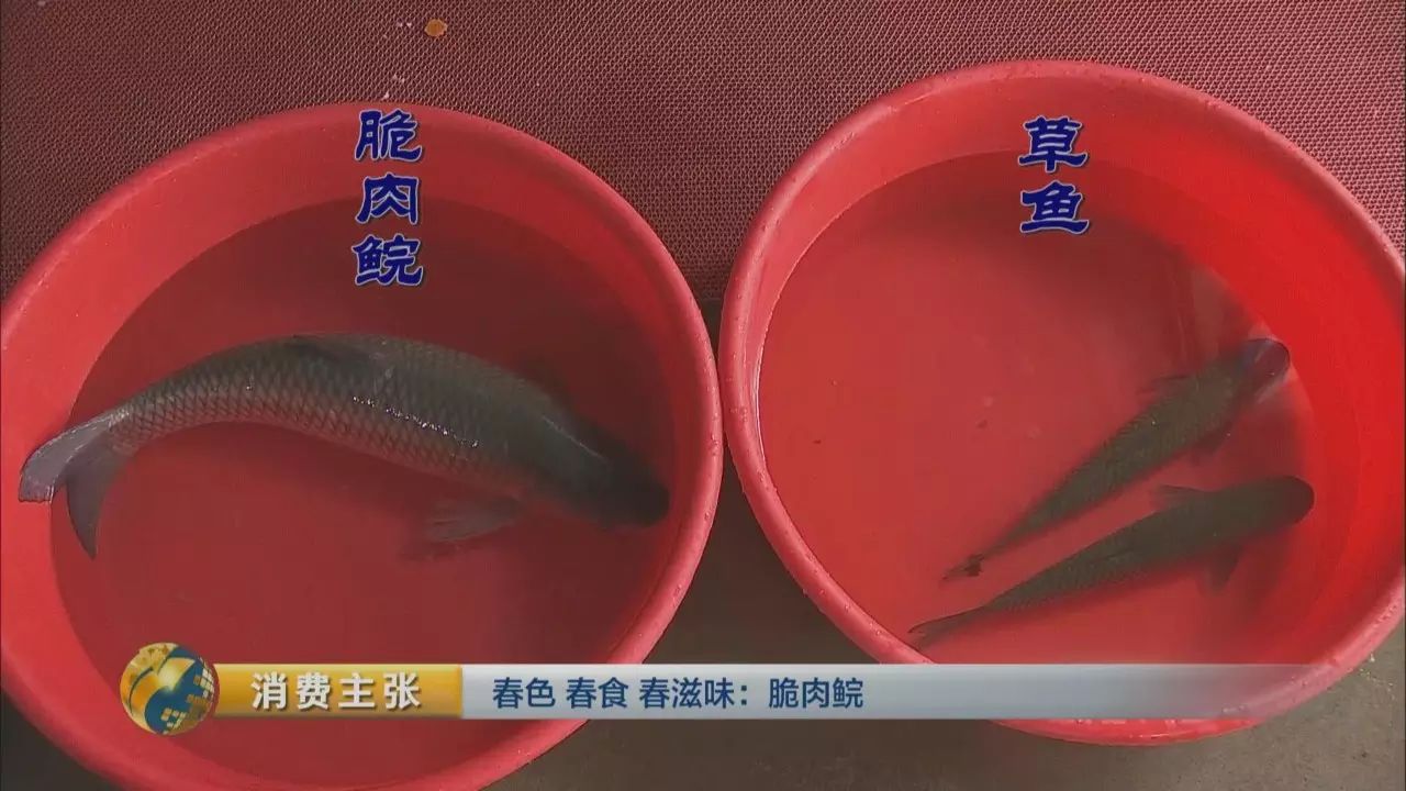 脆鱼是什么鱼_脆鱼_脆鱼的做法