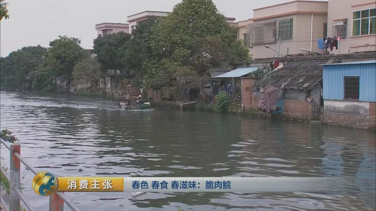 脆鱼的做法_脆鱼是什么鱼_脆鱼