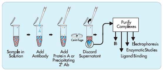 np40裂解液_0.1%np40裂解液_裂解液sl