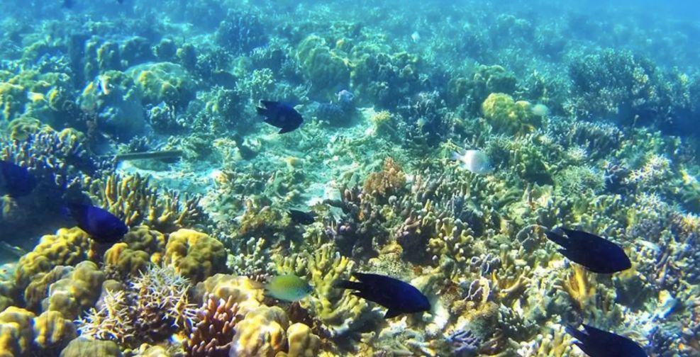 菲律宾海岛攻略_菲律宾海岛_菲律宾海岛游排名