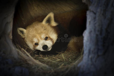 大熊猫冬眠吗冬天冬眠吗-熊猫竟然也是迁徙动物？