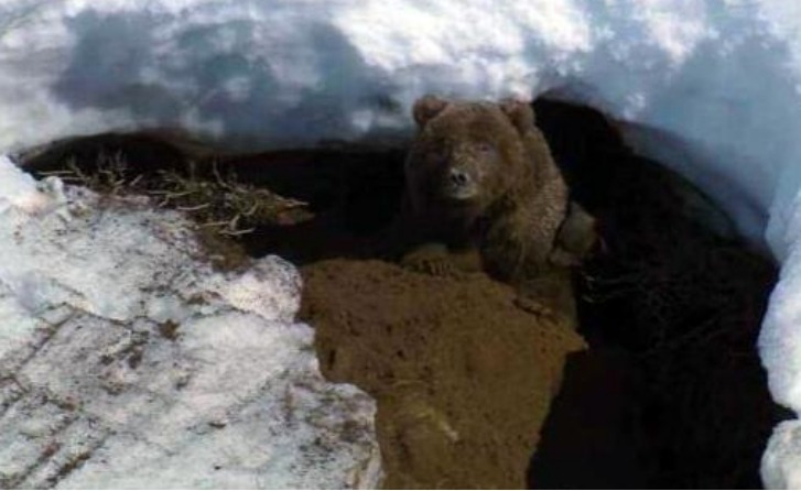 大熊猫冬眠吗冬天冬眠吗_冬眠熊猫冬天大约多少度_冬天熊猫基地熊猫冬眠