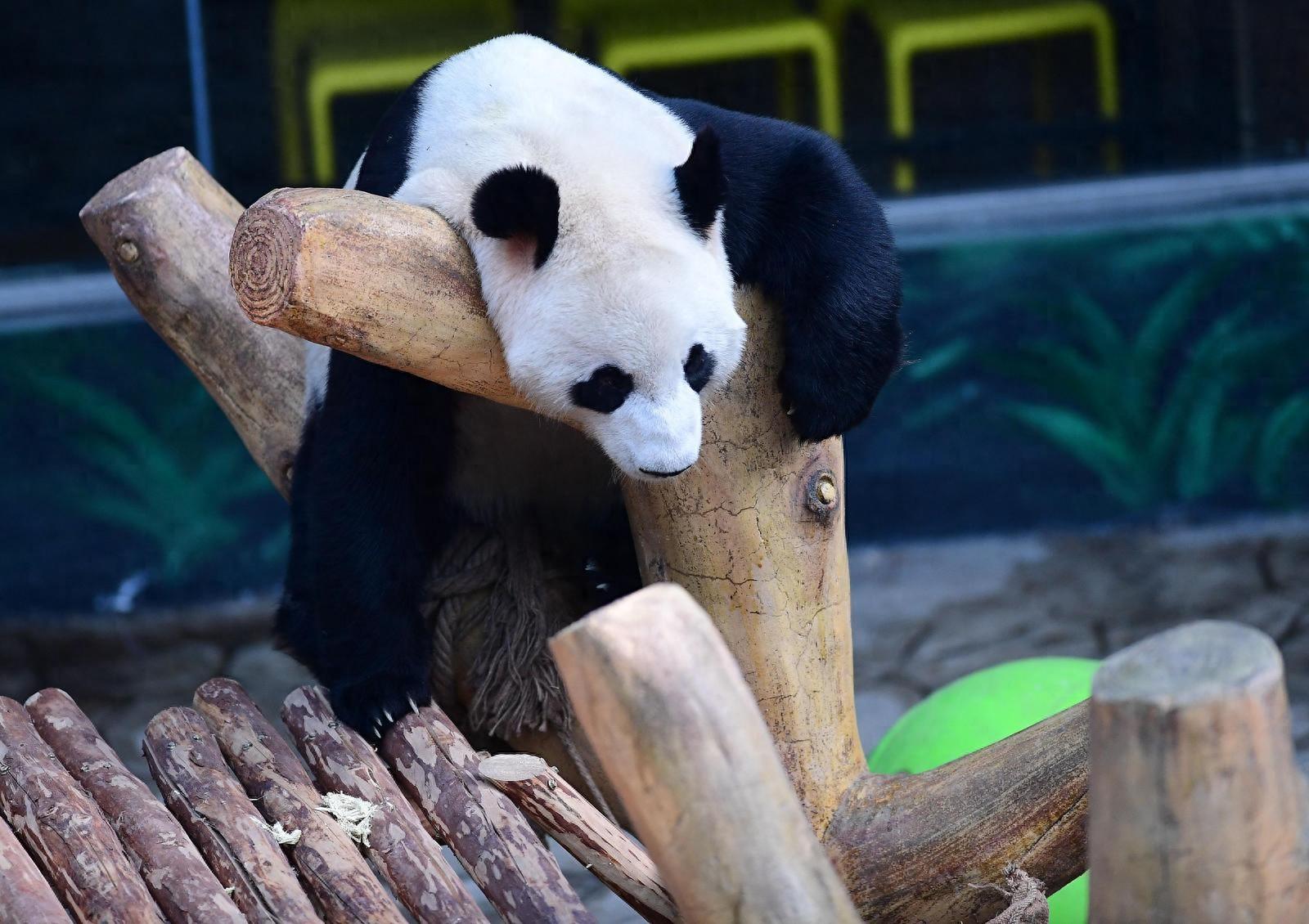 大熊猫冬眠吗冬天冬眠吗-冬天来了，动物园的动物们怎么过冬？沈阳森林动物园为你揭秘