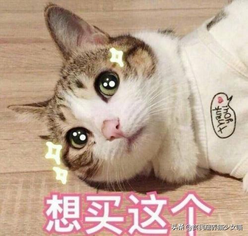 吃猫粮可以发腮吗_人可以吃猫粮吗_吃猫粮可以减肥吗
