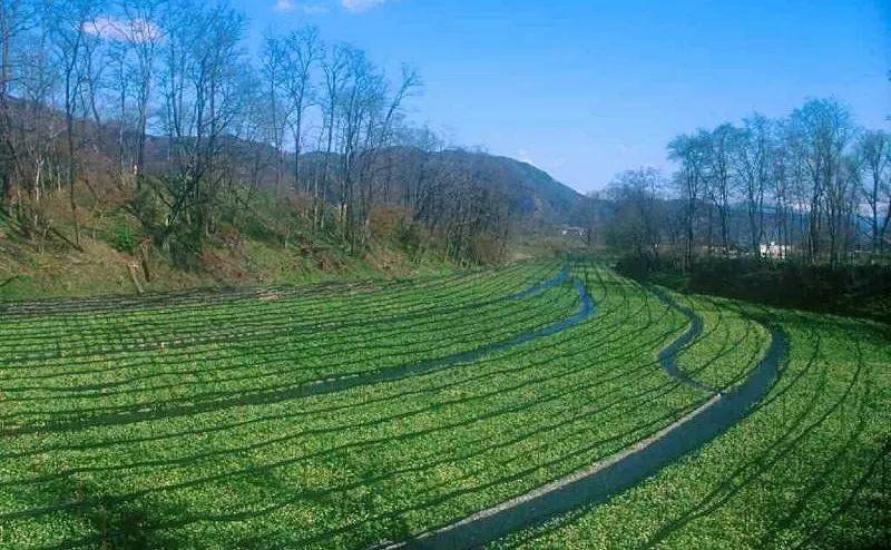 火山岩-河北有火山吗？有，但不完全有