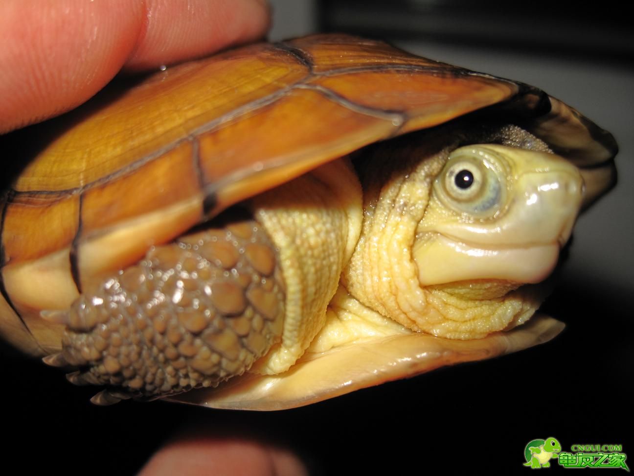 石金钱龟，哪些不能买，送你分辨技巧