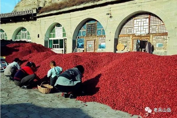狗头枣_狗头枣多少钱一斤_陕北狗头枣多少钱一斤